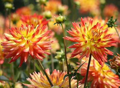 8 flores de verão para encantar o seu jardim