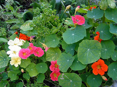 8 flores de verão para encantar o seu jardim