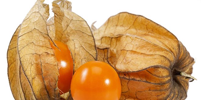 Fruta physalis – Seus 14 grandes benefícios para saúde