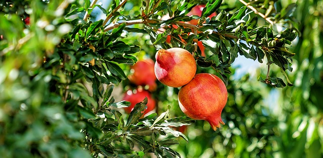 5 motivos para ter uma árvore frutífera em casa