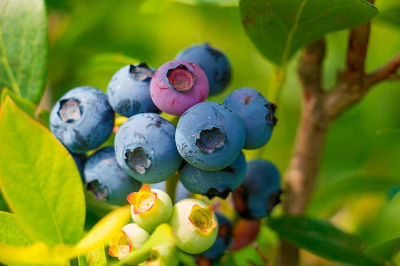 Benefícios Medicinais das Frutas
