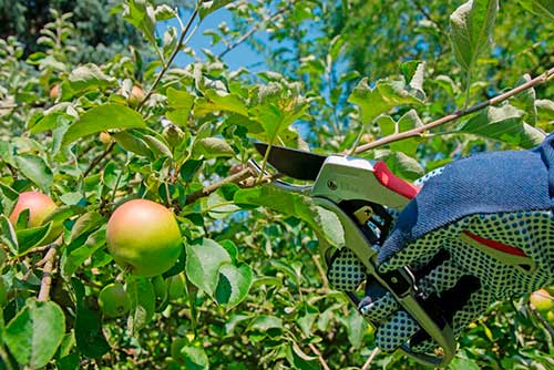 A importância da poda nas frutíferas