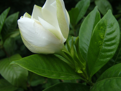 Bienvenido Granda - Perfume de Gardenia 